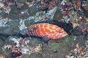 Cephalopholis spiloparaea-Maldives Fish Head-14m-20240423-da-DSC_6177_tn